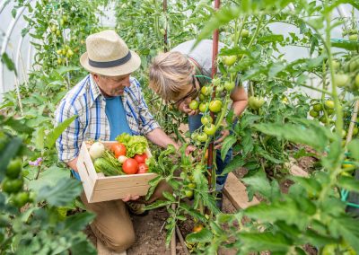 Residents picking tomatoes in the community garden